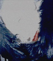 lady gaga photoset GIF