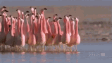 https://media3.giphy.com/media/DzmD9JqWSKTXG/giphy.gif