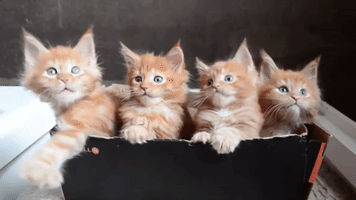 kittens playing GIF by ViralHog