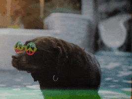 Shake It Off Chocolate Lab GIF by Gramps Morgan