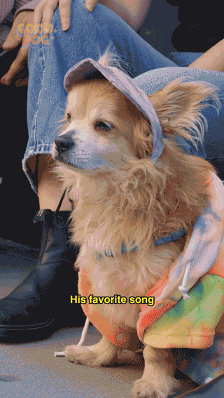 Adoptdontshop GIF by Sophia Peer