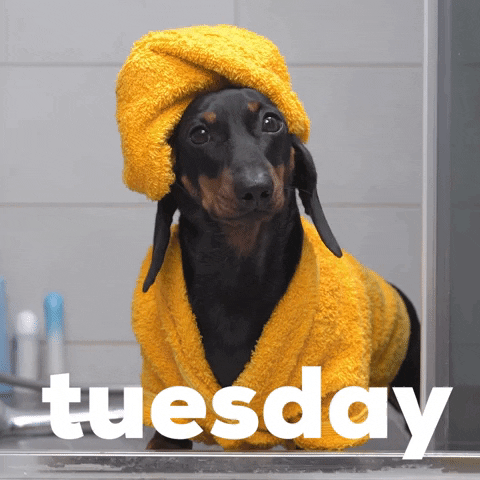 Video gif. Dark brown dachshund stands in the shower, dressed in a sunflower-yellow bathrobe and towel headwrap. Text, "Tuesday."