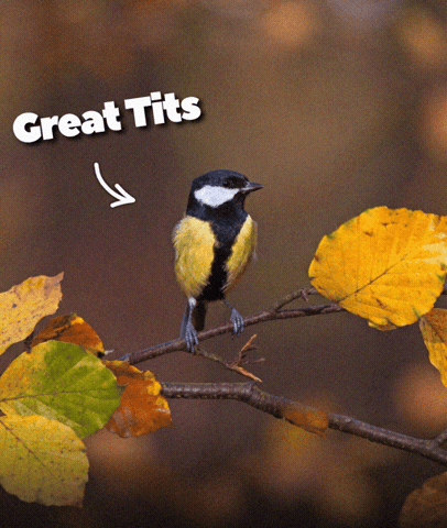 Bird Tree GIF