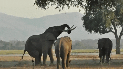 elephant browsing GIF