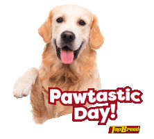 Universal Robina Sticker