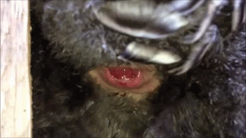 układanie kurczaków GIF