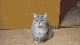 cat angels GIF by Cheezburger