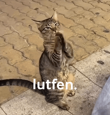 Cat Lutfen GIF