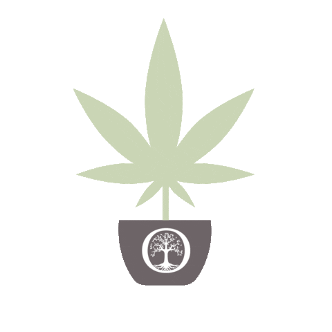 Origine CBD Sticker