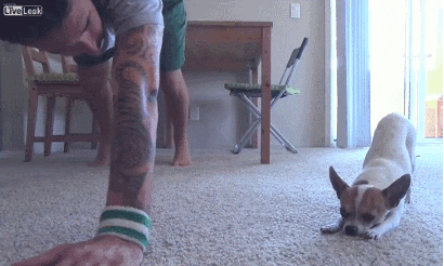 Yoga Chihuahua GIF - Find & Share on GIPHY