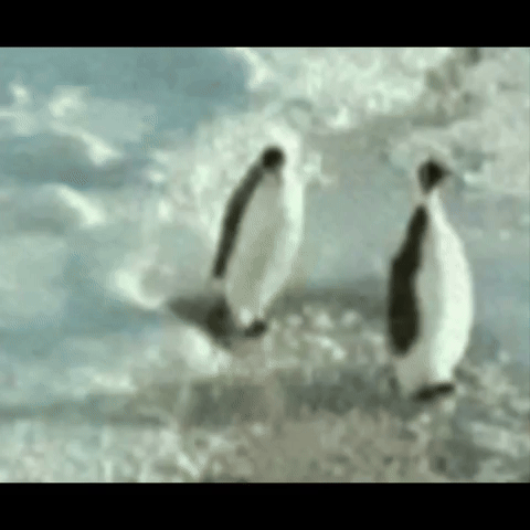 Penguin Himei Eivei GIF