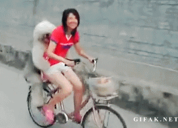 Dog Bicycle GIF - Find & Share on GIPHY