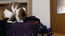 cat suitcase GIF