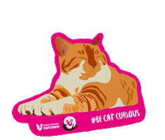 International Cat Day Sticker by iCatCare