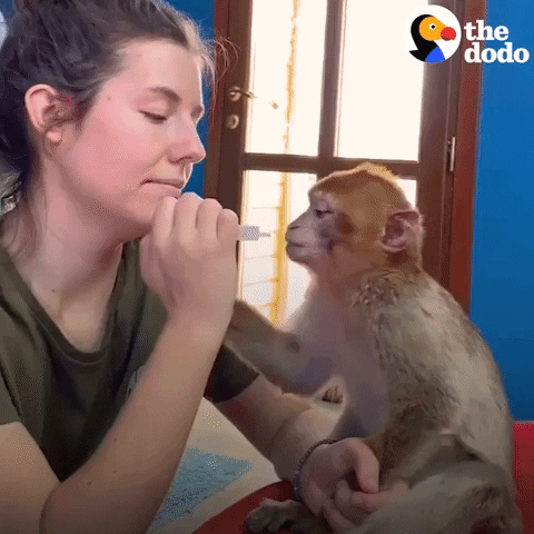 Animal Rescue Monkey GIF by The Dodo