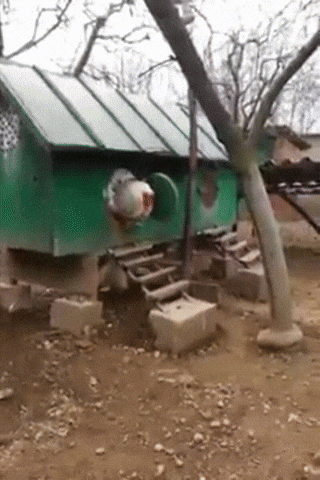 Rooster Mf GIF - Find & Share on GIPHY