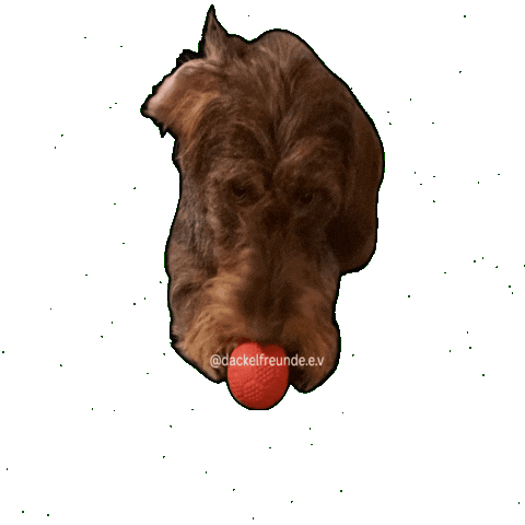 Wiener Dog Sticker by dackelfreunde