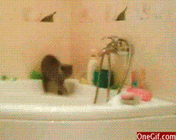 Cat In Bathtub GIFs - Find & Share on GIPHY