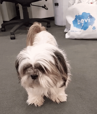 hero office dog GIF by Bevi