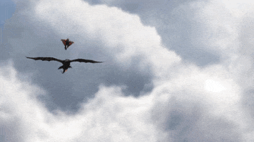 fly flying GIF by How To Train Your Dragon