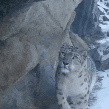 Snow Leopard Conservancy GIF