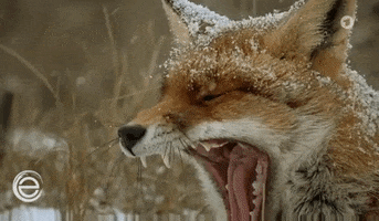 Fox Yawn GIF by Das Erste