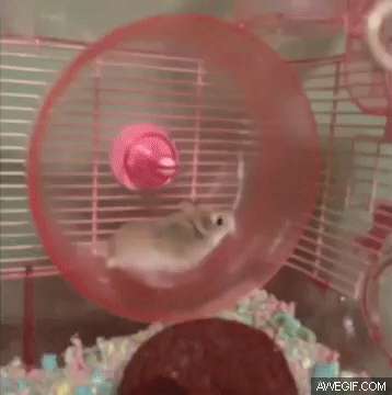 Spin Hamster GIF - Find & Share on GIPHY