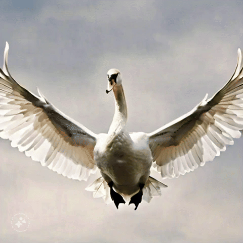 Birds Swan GIF