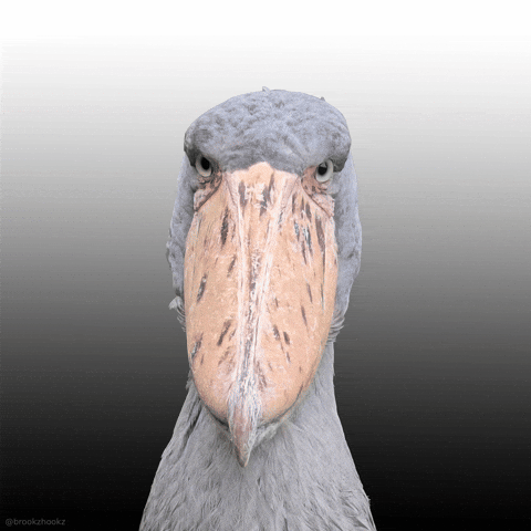 Shoebill Stork GIF