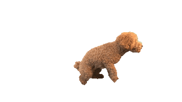 Poodle Sticker