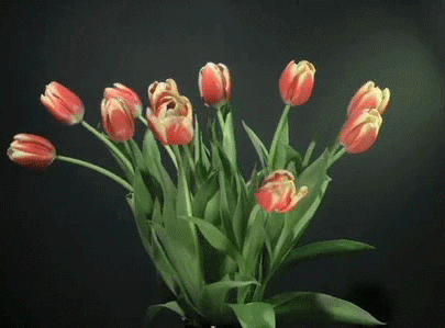 giphy.gif?cid=ecf05e473y1862z72quaxzkybe
