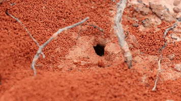 Fire Ants Ant GIF by JC Property Professionals