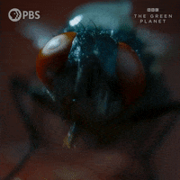 Grooming Bbc GIF by PBS