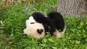 Panda rodando como metáfora de Google Panda