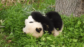 giphy.gif?cid=4d1e4f29tfnp3hsagxvholcm4efutgi9qy0l8taup1x4finp&rid=giphy.gif