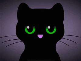 Black Cat Eww GIF
