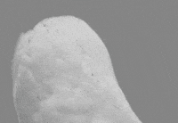 surprised owl GIF