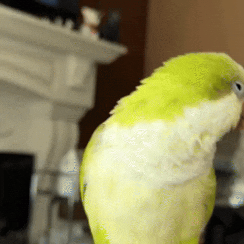 Party Parrot GIF