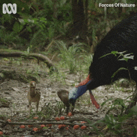 Natural History Bird GIF by ABC TV + IVIEW
