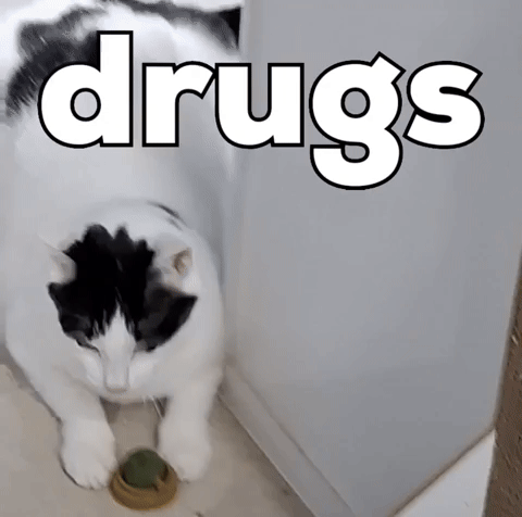 Cat Drugs GIF