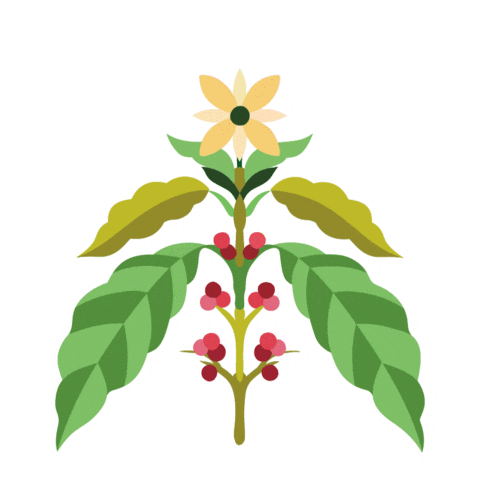 Fun Coffee Sticker by Juan Valdez