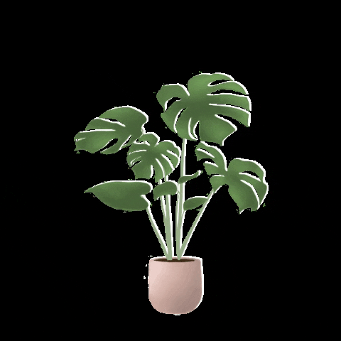 emilywelbers illustration plant plants monstera GIF