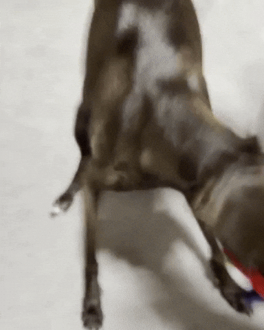 Dog Ig GIF