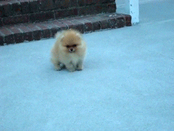 Image result for fluffy dog walking gif