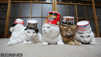 cats chilling GIF