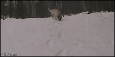 dog sledding GIF