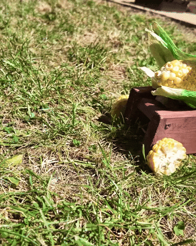 Plants Vs Zombies Peashooter GIF