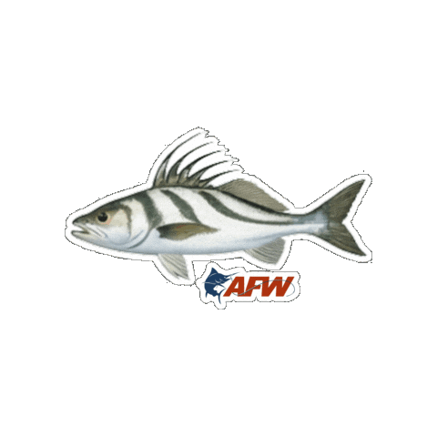 Fish Rooster Sticker by AFW Fishing Brands