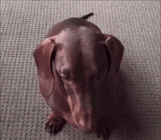Dog Looks Up GIF