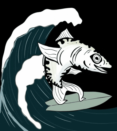 EauLarge surf lucas planche sardine GIF